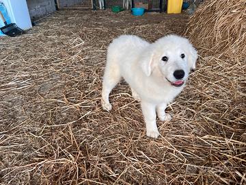 Cuccioli pastore maremmano abruzzese
