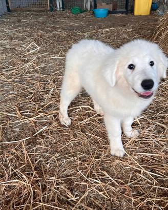 Cuccioli pastore maremmano abruzzese