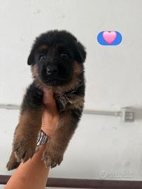 Cuccioli pastore tedesco