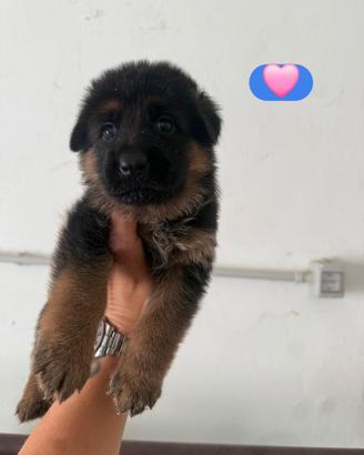 Cuccioli pastore tedesco