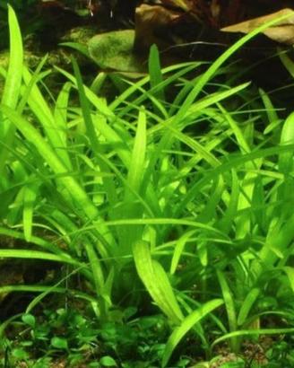 Sagittaria Subulata