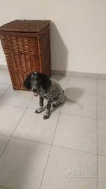 Cane cucciolo