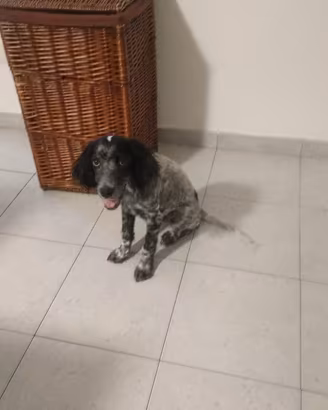 Cane cucciolo