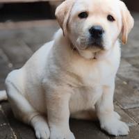 Labrador biondi