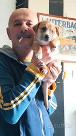 Cucciolo di cane maschio