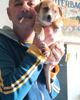 Cucciolo di cane maschio