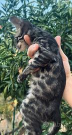 Gattino bengala