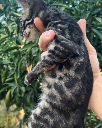 Gattino bengala