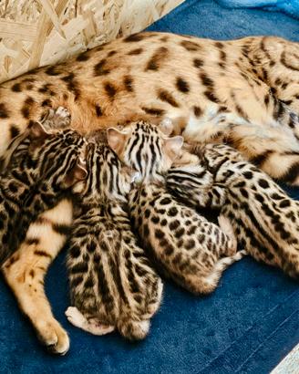 Cuccioli gatti bengala con pedigree
