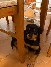 Ultima cucciola di Rottweiler - 3 mesi