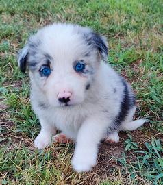 Cuccioli di border collie