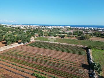 TER. AGRICOLO A POLIGNANO A MARE