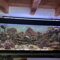 Acquario marino, rocce vive e fondale.