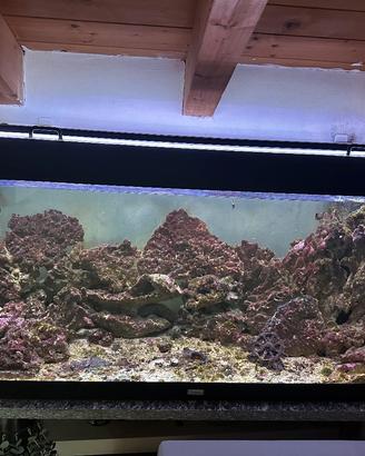 Acquario marino, rocce vive e fondale.