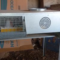 Camera calda per pulcini e quaglie