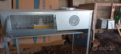 Camera calda per pulcini e quaglie