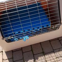 gabbia per cani per auto