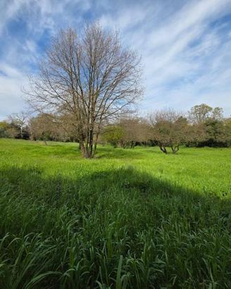 Terreno di 10000 m² a Pomezia