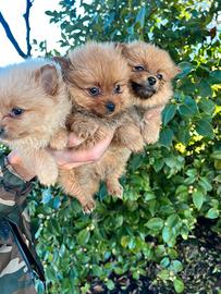 Cuccioli di Pomerania Toy