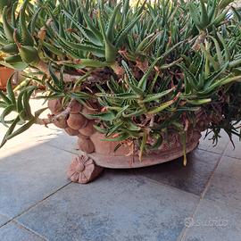 Pianta grassa di aloe