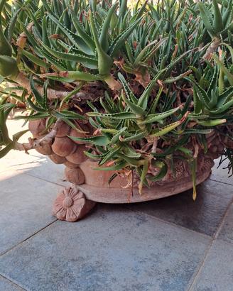 Pianta grassa di aloe