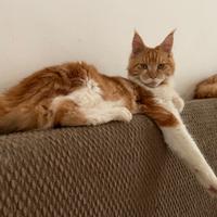 Maine Coon Maschio Adulto Rosso con Bianco