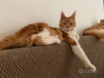 Maine Coon Maschio Adulto Rosso con Bianco