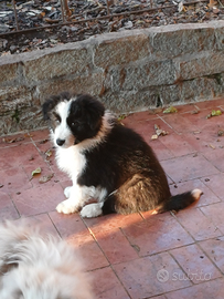 Border collie con pedigree