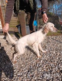 Setter inglese