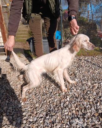 Setter inglese