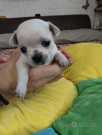 Cuccioli chihuahua