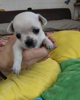 Cuccioli chihuahua