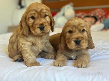 Cuccioli Cocker Spaniel Inglese con pedigree ENCI