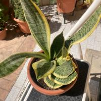 Lotto Sansevieria