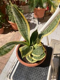 Lotto Sansevieria