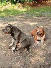 Amstaff