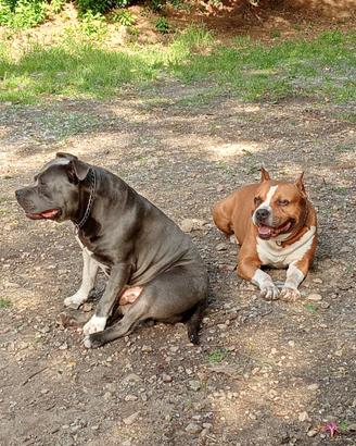 Amstaff