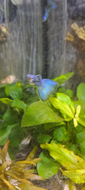 Pesce guppy platy endler lumache e piante e gamber