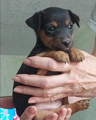 Pinscher nani nero focato
