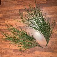 2 pianta decorativa cadente finta