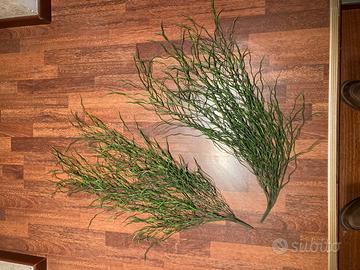 2 pianta decorativa cadente finta