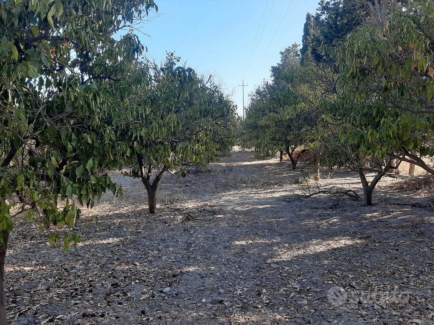 Monastir. Terreno agricolo in parte piantumato - Vista 2
