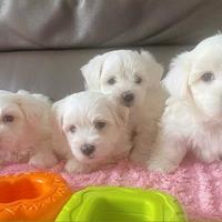 Cuccioli di Maltese