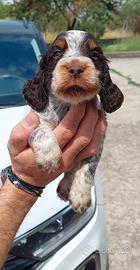 Cocker spaniel inglese