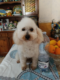 Cucciolone di barboncino Toy