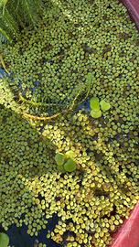 Salvinia natans