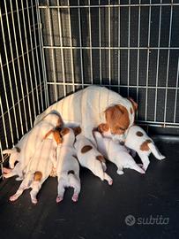 Jack russel