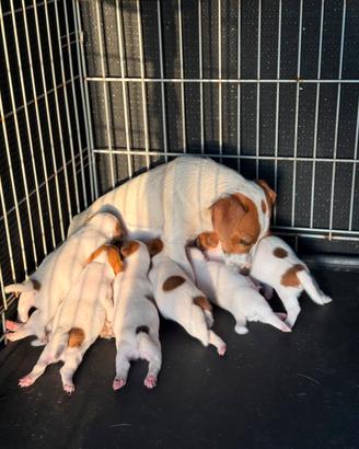 Jack russel