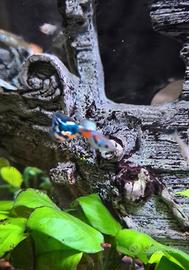 Pesci Guppy