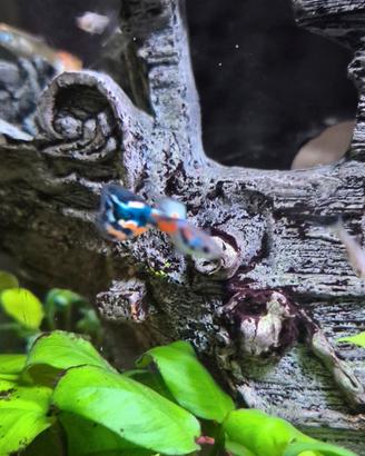 Pesci Guppy